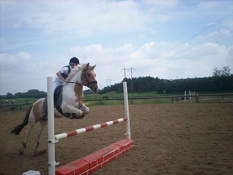 Pinto Stald Poppels Gentleman  - Hans første spring stævne nogensinde - i Kongsvad. billede 8