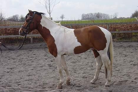 Pinto Little Highness (Solgt) billede 12