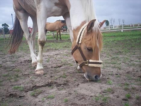 Pinto Stald Poppels Gentleman  - Smukke Gentleman på fold. billede 9