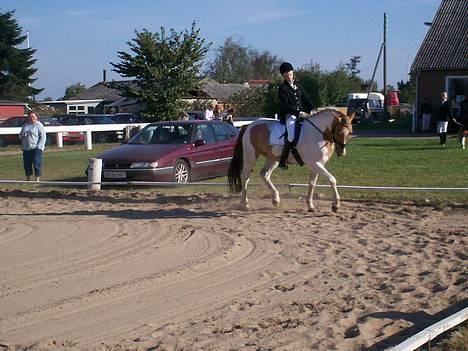 Pinto Stald Poppels Gentleman  - Første LB1 for os begge - i Ørsted. billede 10