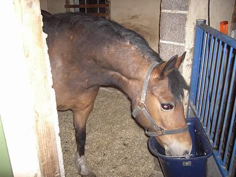 New Forest Donna NF 1758 billede 6