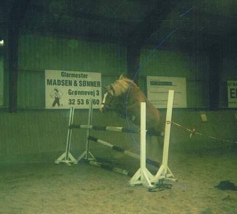 Haflinger            Amadeus - Springet er omkring 120-125cm billede 13