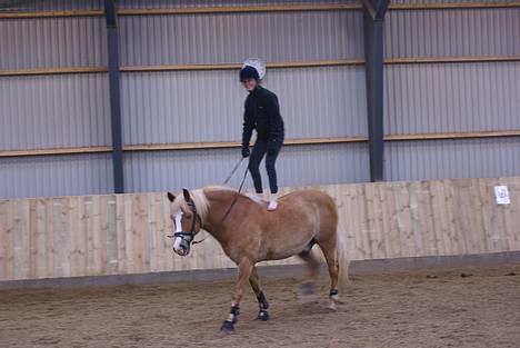 Haflinger            Amadeus - foto: henriette poulsen. NYT ;D  26/04 2007 Amadeus og mig leger :) billede 16