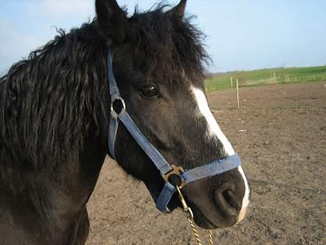 Dartmoor Akido af granlygård - Se ham lige?? Uimodståelig? ja mon ikke?  billede 2