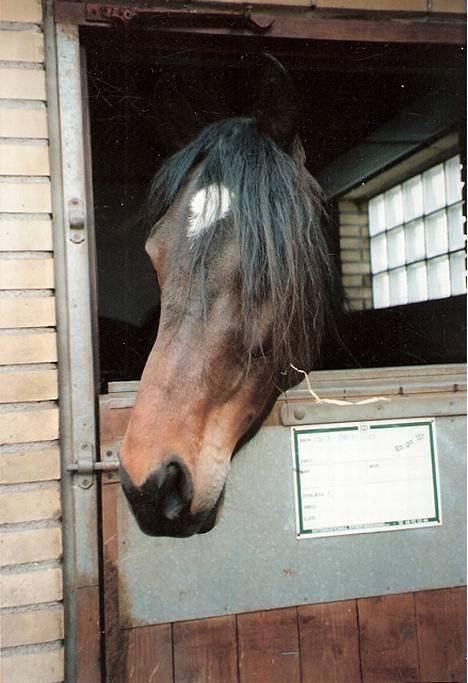 Traver Owens Rødbylund (aflivet) - Ham som ung da han stod på bjæverskov travbane billede 1
