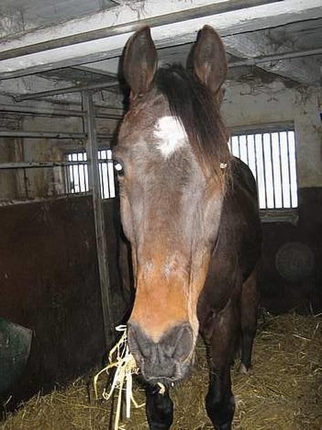 Traver Owens Rødbylund (aflivet) - Spiser halm billede 2