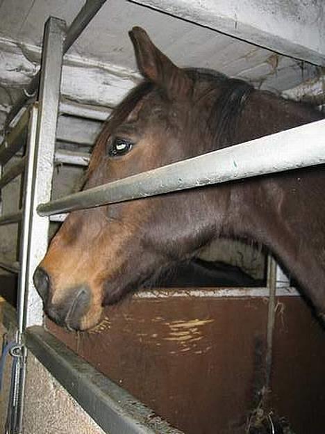 Traver Owens Rødbylund (aflivet) - hvem der ? :) billede 3