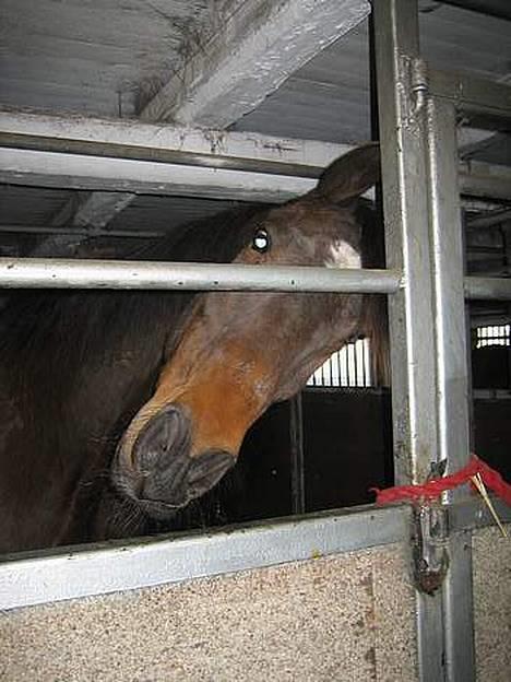 Traver Owens Rødbylund (aflivet) - i Boks billede 4
