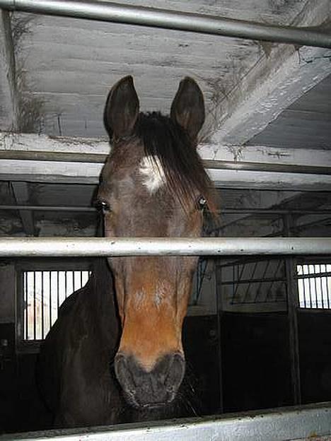 Traver Owens Rødbylund (aflivet) - Lidt Trær :D billede 5