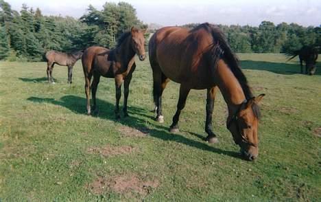 Anden særlig race **Fru Nielsen** (SOLGT) - Samme billede bare i farve ;) billede 2