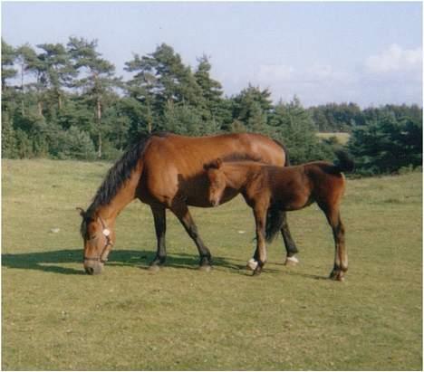 Anden særlig race **Fru Nielsen** (SOLGT) - Tess og Niller .. billede 3
