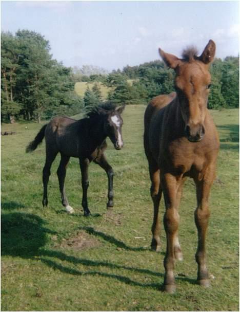 Anden særlig race **Fru Nielsen** (SOLGT) - Tess .. :P  billede 4