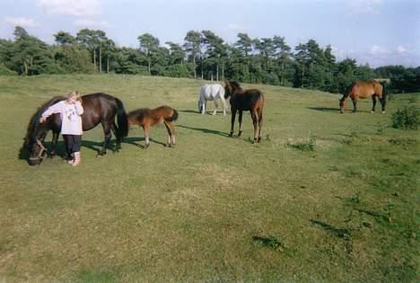 Anden særlig race **Fru Nielsen** (SOLGT) - Hele "banden" .. :D billede 5