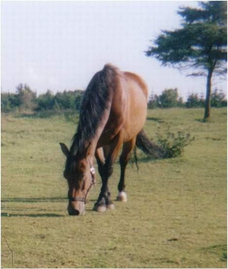 Anden særlig race **Fru Nielsen** (SOLGT) billede 6