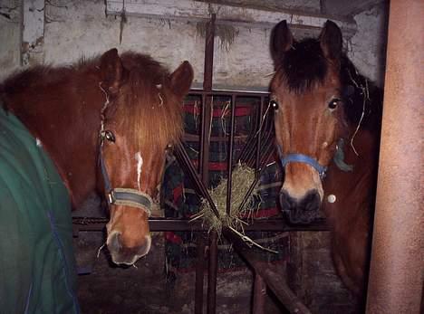 Anden særlig race **Fru Nielsen** (SOLGT) - Nielsen t højre .. Chanel til venstre (min søsters gamle pony) billede 7