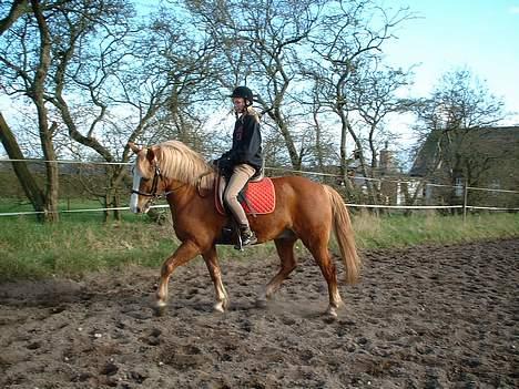 Haflinger Patrick - Lige det dressur Patrick nu kan.. ;)  (Mig der rider) billede 17