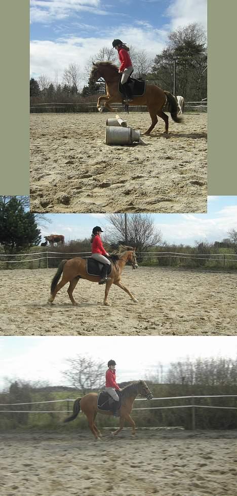 New Forest Walker - springer 40 cm  billede 14