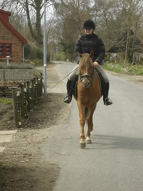 New Forest Walker billede 15