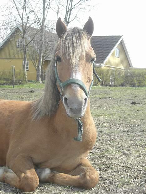 New Forest Walker billede 16