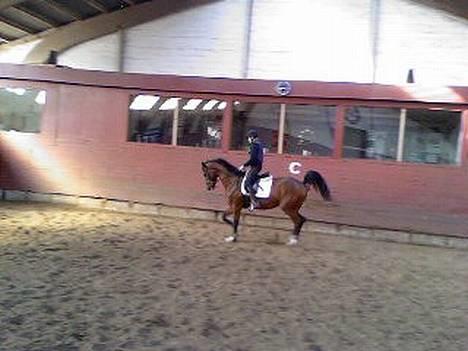 Dansk Varmblod Fuglesangs Luca billede 7