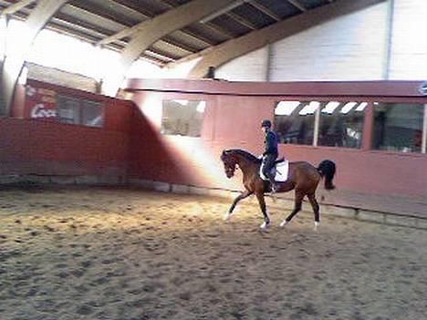 Dansk Varmblod Fuglesangs Luca billede 9