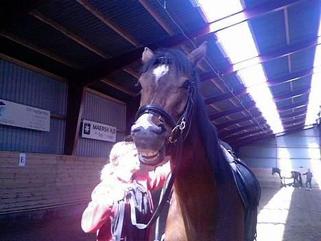 Dansk Varmblod Fuglesangs Luca - ægte model , hun smiler på billedet , er hun ikke bare sød <3 sig appelsin (: billede 10