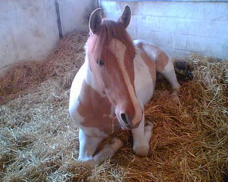 Pinto Stald Poppels Gentleman  - Inden stævne. billede 13