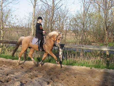 Palomino Soles Amigo - taget d. 2 Maj o6 billede 14