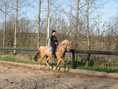 Palomino Soles Amigo - taget d. 2 Maj 06 billede 16