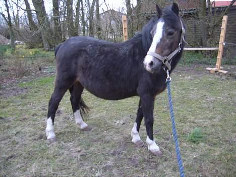 Welsh Mountain (sec A) Fronllwyd Nerys ¤R.I.P.¤ - Min Nerys skat billede 1