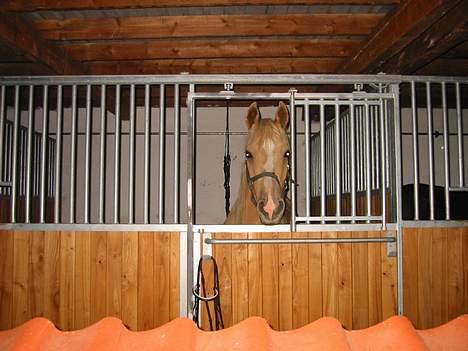 Palomino Soles Amigo - amigo tager lige en kigger ud af hans boks:) billede 18