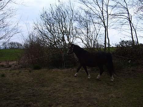 Welsh Mountain (sec A) Fronllwyd Nerys ¤R.I.P.¤ billede 2