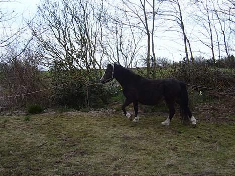 Welsh Mountain (sec A) Fronllwyd Nerys ¤R.I.P.¤ billede 4