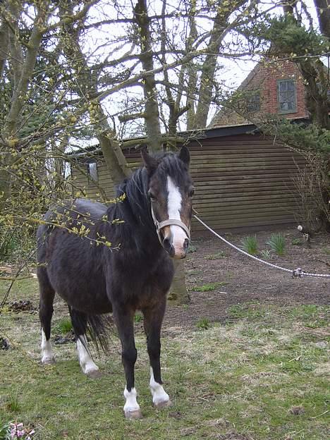 Welsh Mountain (sec A) Fronllwyd Nerys ¤R.I.P.¤ billede 5