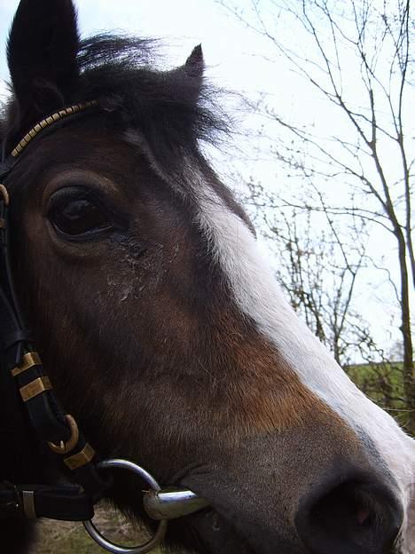 Welsh Mountain (sec A) Fronllwyd Nerys ¤R.I.P.¤ billede 9