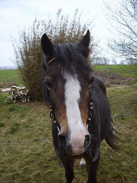 Welsh Mountain (sec A) Fronllwyd Nerys ¤R.I.P.¤ billede 10