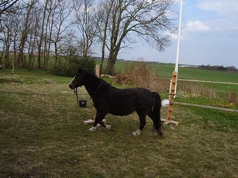 Welsh Mountain (sec A) Fronllwyd Nerys ¤R.I.P.¤ billede 11