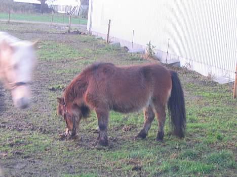 Shetlænder Buller<3 - tootsie er sur på buller billede 7