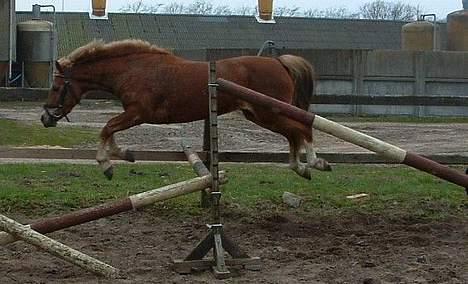 New Forest Olivia / Squash - Her er Olivia i løsspring... :P billede 1