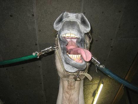 Fjordhest Frida <3 - Her kommer maden ind [ 2/5 -2006 ] billede 1