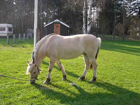 Fjordhest Frida <3 - Frida i fuldprofil [ 1/5 -2006 ] billede 3