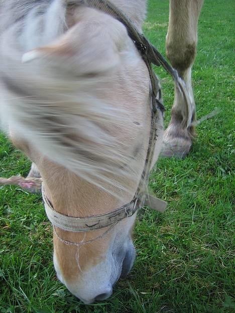 Fjordhest Frida <3 - Lækkert hår Frida [ 2/5 -2006 ] billede 4