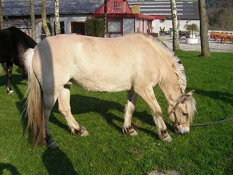 Fjordhest Frida <3 - Frida der græsser.. [ 1/5 -2006 ] billede 5