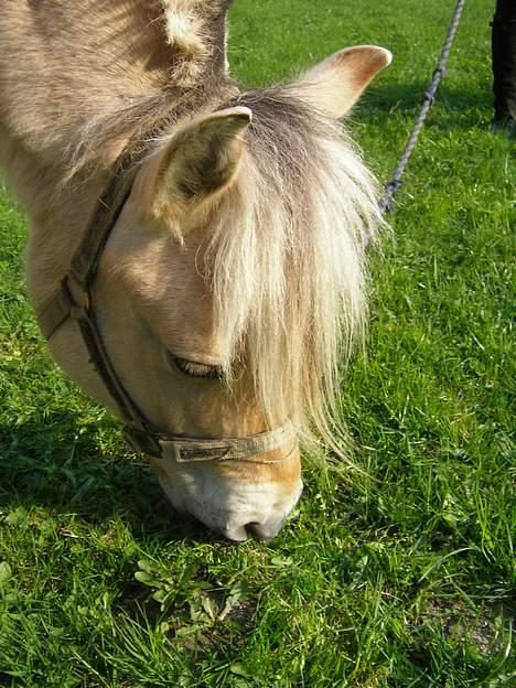 Fjordhest Frida <3 - Hendes smukke hovde [ 1/5 -2006 ] billede 6