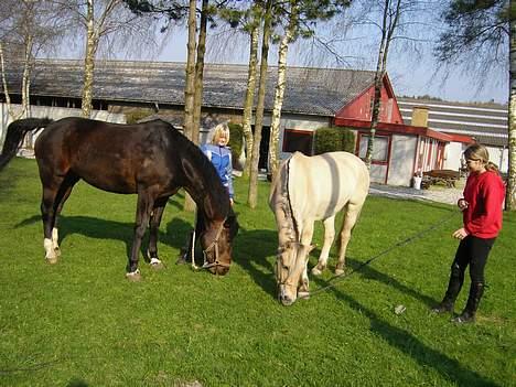 Fjordhest Frida <3 - Smukkesen og Ronja [ 1/5 -2006 ] billede 8