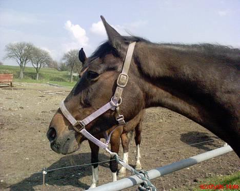 Traver Hilde Knab †060706† - Hilde - Maj 2006 billede 2