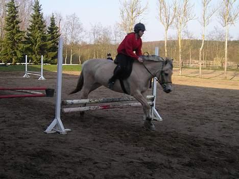 Fjordhest Frida <3 - Springstjernen [ 1/5 -2006 ] billede 10