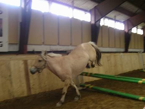 Fjordhest Frida <3 - Løs spring  [ 30/4 -2006 ] billede 11