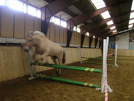 Fjordhest Frida <3 - Løs Spring  [ 30/4 -2006 ] billede 12