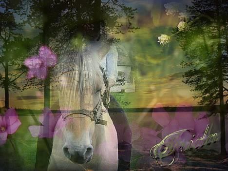 Fjordhest Frida <3 - Et fint billede af Frida billede 13